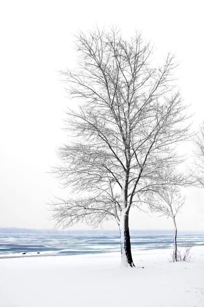 Дерево возле замерзшей реки — стоковое фото