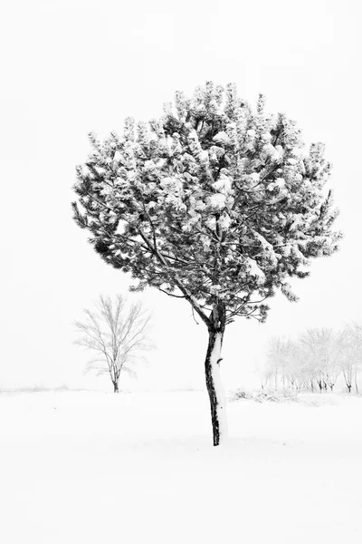 Winters tafereel met bomen — Stockfoto