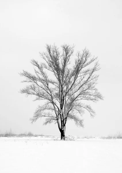 Sam drzewa zima pole Kwota — Zdjęcie stockowe