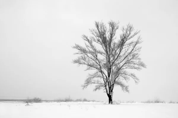 stock image Alone tree among snowbound field