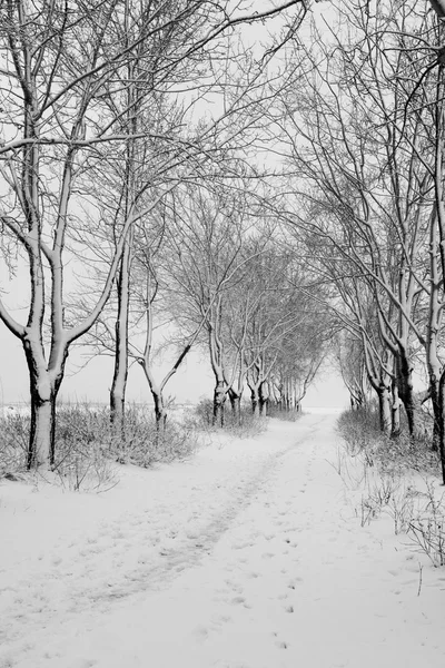 Vinter i park — Stockfoto