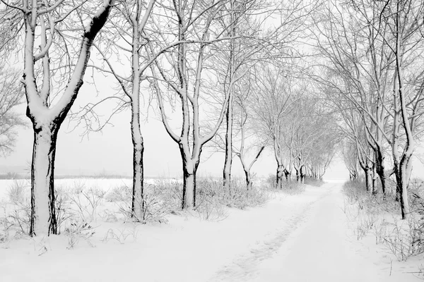 Inverno nel parco — Foto Stock