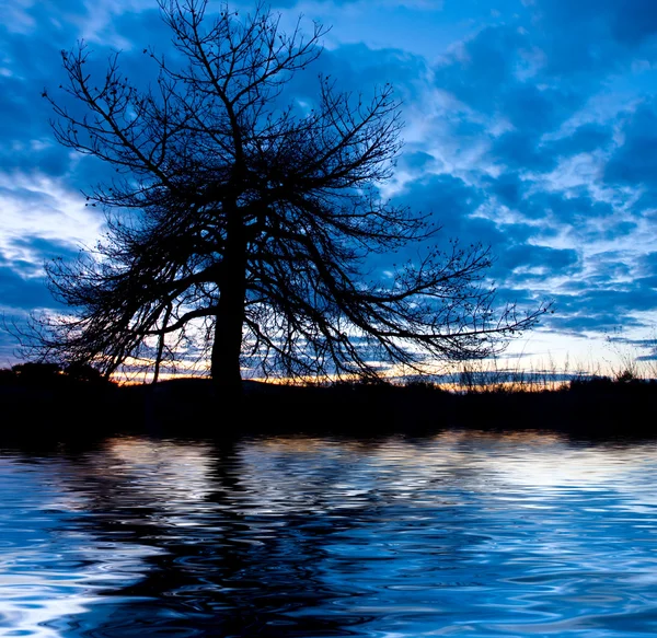 Paysage nocturne avec arbre — Photo
