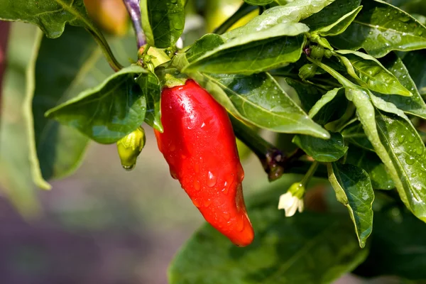 Frsh červená paprika — Stock fotografie