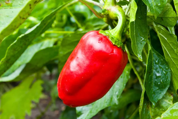 Červené papriky mezi zelené listy — Stock fotografie