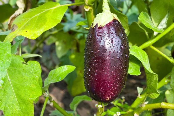 Färska aubergine med vattendroppar — Stockfoto