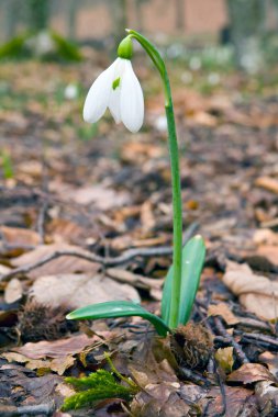 Snowdrops flower clipart