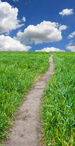 Путь через зеленое поле — стоковое фото