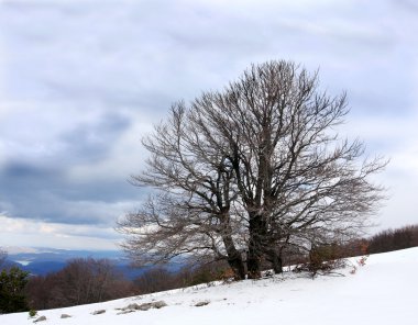 dağ ağaçta