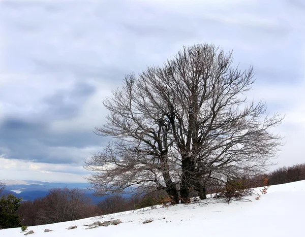 Dağ ağaçta — Stok fotoğraf