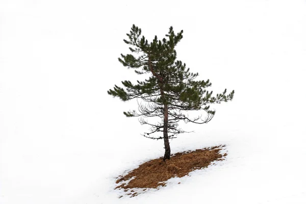 白で単独でツリー — ストック写真