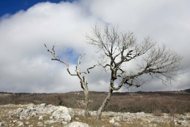 Dağlarda yapraksız ağaç