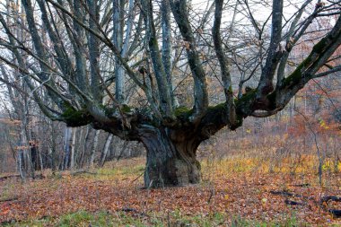 Old oak tree on forest clipart