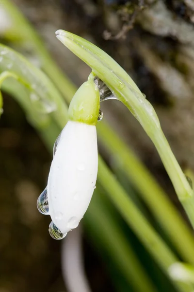 Снежный цветок с каплями воды — стоковое фото