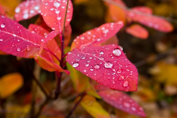 stock image Autum leafs