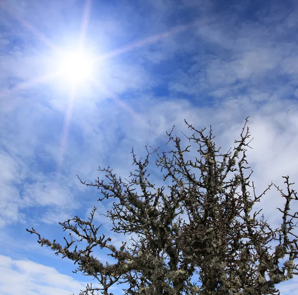 Sun in the sky over top of the tree — Stock Photo, Image