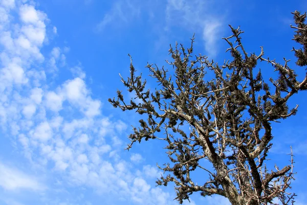 Fréza strom na pozadí modré oblohy — Stock fotografie