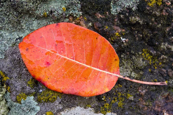 Herbstblatt — Stockfoto