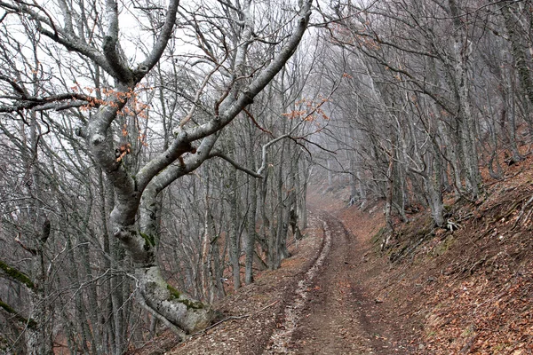 Forest road in the Crimean mountains — Stock Photo, Image