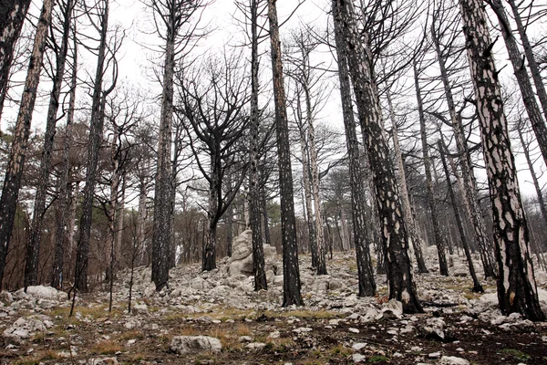 Dead forest after fire — Stock Photo, Image