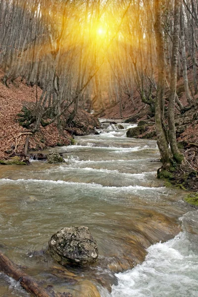 Horská řeka v lese — Stock fotografie