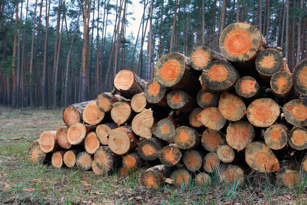 Σωρό από τα ξύλινα κούτσουρα πυρκαγιάς — Φωτογραφία Αρχείου