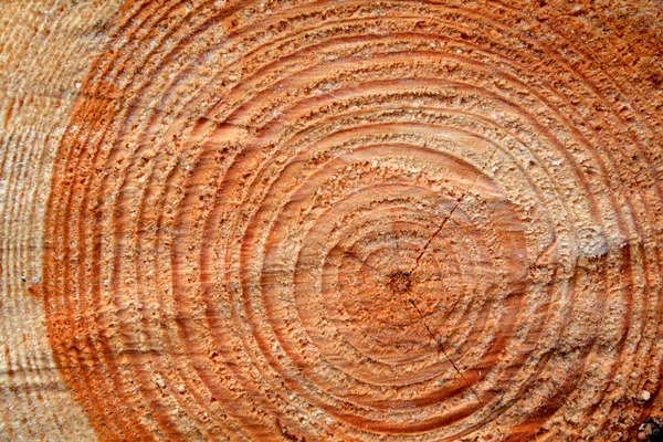 Textura de árbol cortado de pino — Foto de Stock