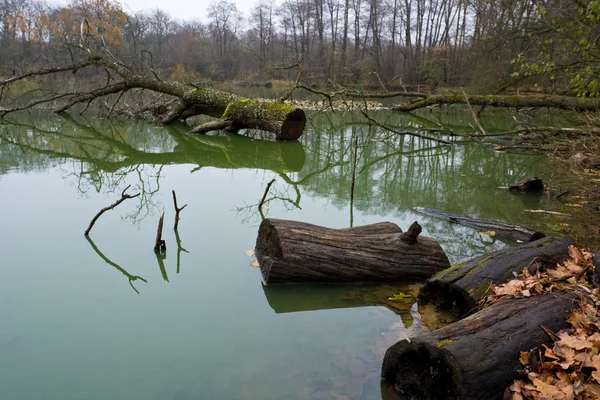 Pântano na floresta — Fotografia de Stock