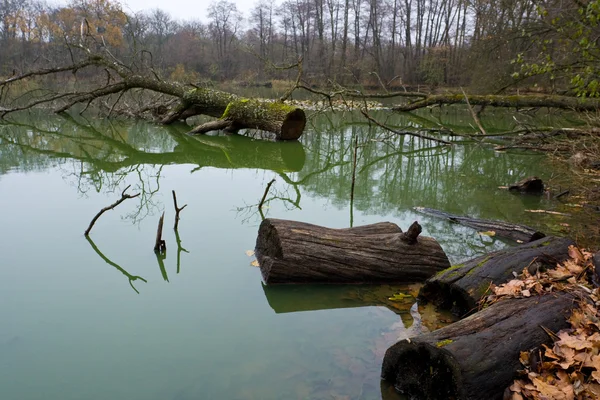 stock image Bog in forest