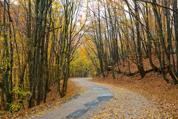 Út az őszi erdőben — Stock Fotó