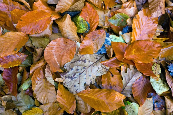 秋 foliages — ストック写真