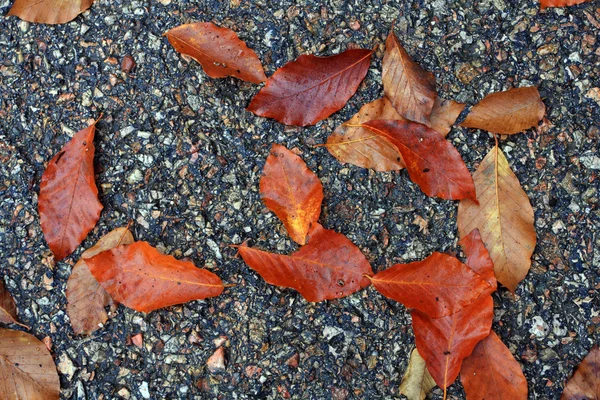 Feuilles d'automne sur fond d'aspfalte — Photo