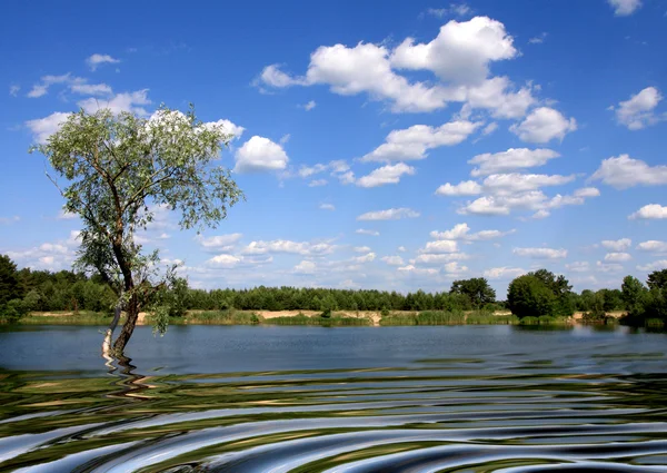 Lake scen med träd — Stockfoto