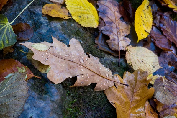 Mokré podzimní olistěním — Stock fotografie