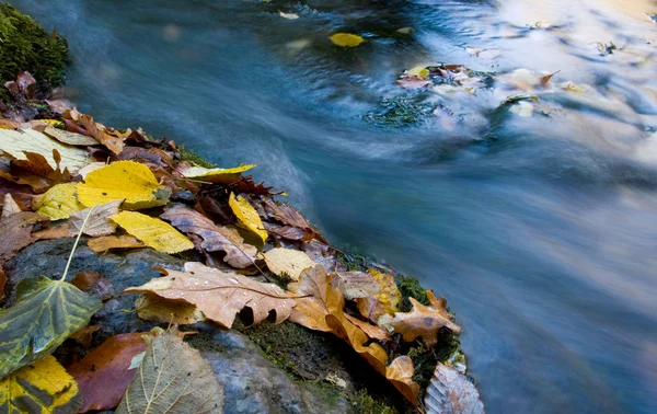 Herfst bladeren in de buurt van snelle bergbeek — Stockfoto