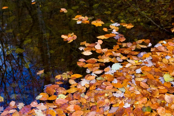 Nice autumn leaves on water — Stock Photo, Image