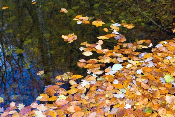 Nice autumn leaves on water — Stock Photo, Image