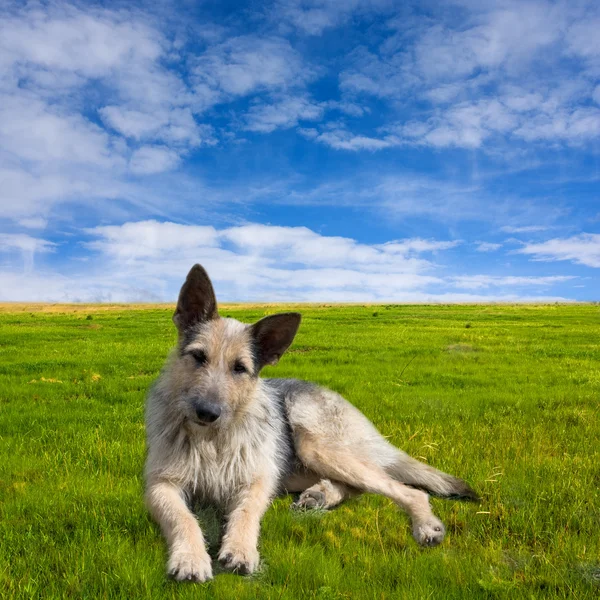 Cão engraçado no prado verde — Fotografia de Stock