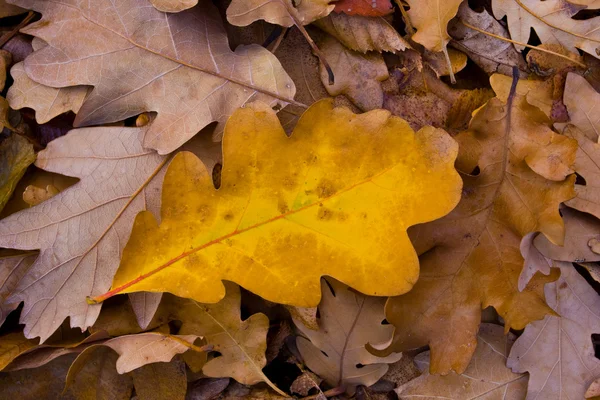 Tema astratto autunnale con foglie — Foto Stock