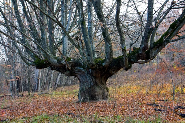 Ormanda yaşlı meşe ağacının — Stok fotoğraf