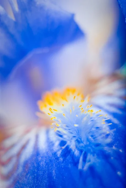 Macro iris — Foto de Stock