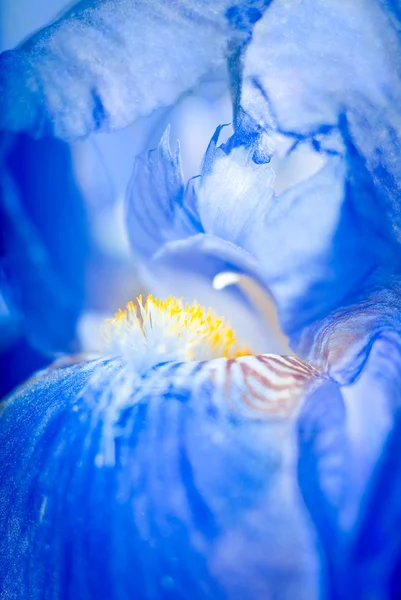 Iris makro — Stok fotoğraf