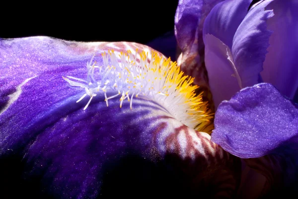 Iris macro — Stock Photo, Image