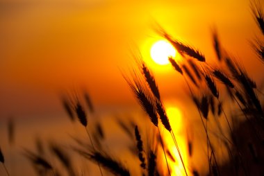 Wheat on a great summer sunset clipart