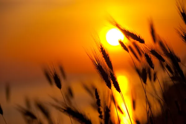 Pszenicy na wielkim letnim zachód słońca — Zdjęcie stockowe
