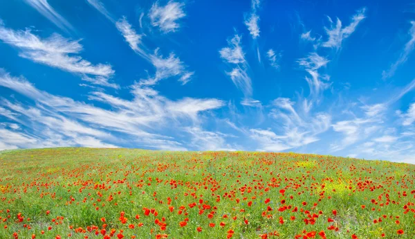 Blooming poppy meadow — Stock Photo, Image