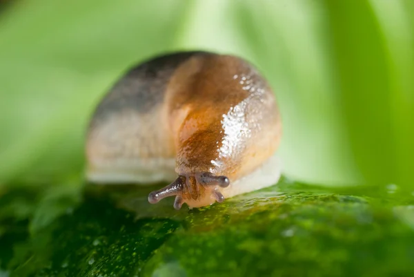 Slug striscia su una superficie di cetriolo — Foto Stock