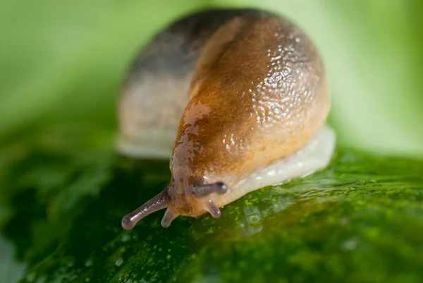 Slug creeps on a cucumber surface — Stock Photo, Image