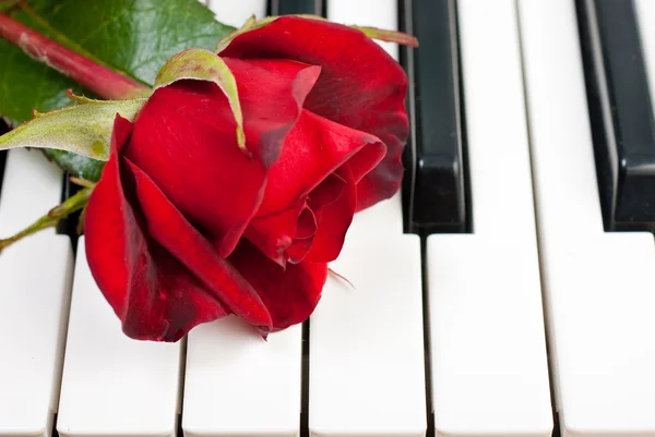 Красная роза лежит на пианино — стоковое фото