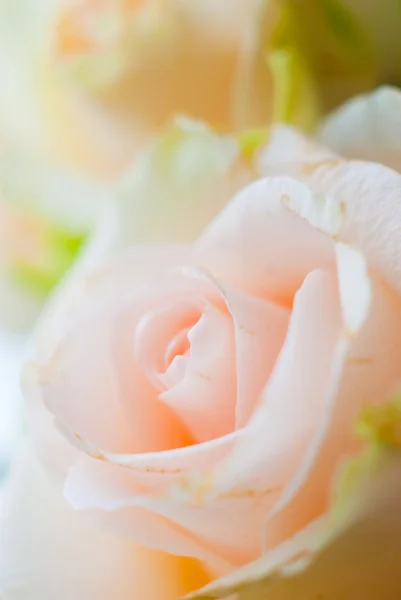 Rose close-up — Stock Photo, Image
